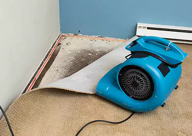 Your Water Damage Experts in Palmer Lake, CO