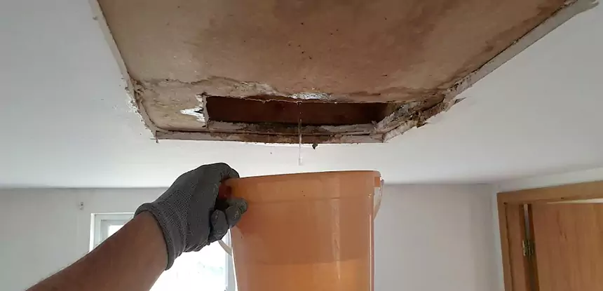 Ceiling Mold Repair Palmer Lake 
