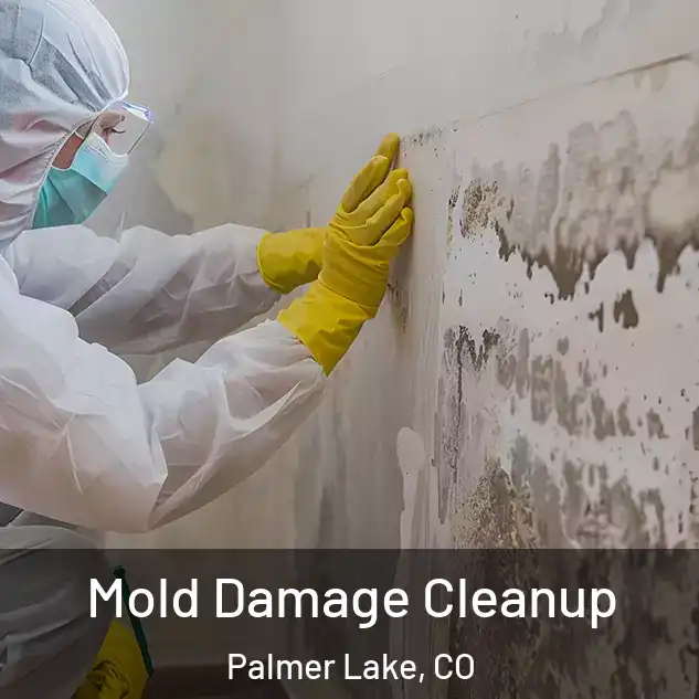  Mold Damage Cleanup Palmer Lake, CO